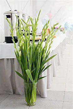 Solei Strzeszyn פוזנן